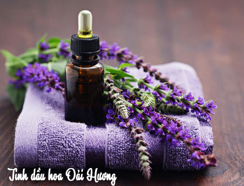 Tinh dầu hoa oải hương với tác dụng trị bệnh