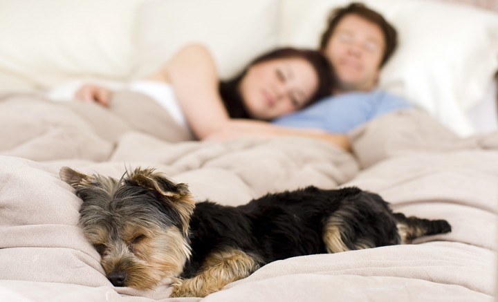 Không để vật nuôi ngủ cùng khi sử dụng chăn điện, đệm điện