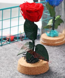 Bông Hồng Thật Vĩnh Cữu Venus