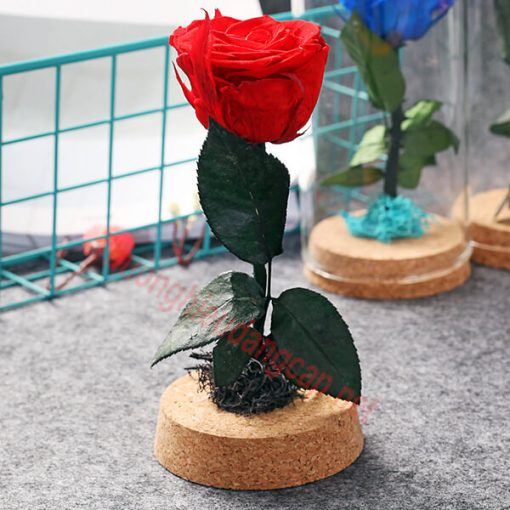 Bông Hồng Thật Vĩnh Cữu Venus