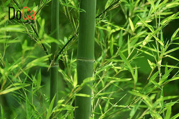 Những loại lá dùng để xông hơi