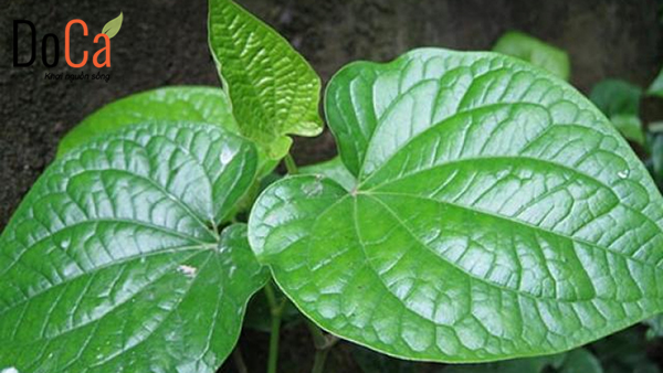 Lá lốt dễ kiếm
