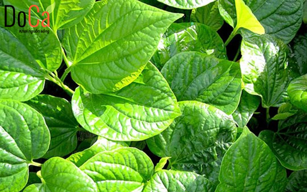 Tại sao nên sử dụng lều xông hơi cá nhân với lá lốt vậy?